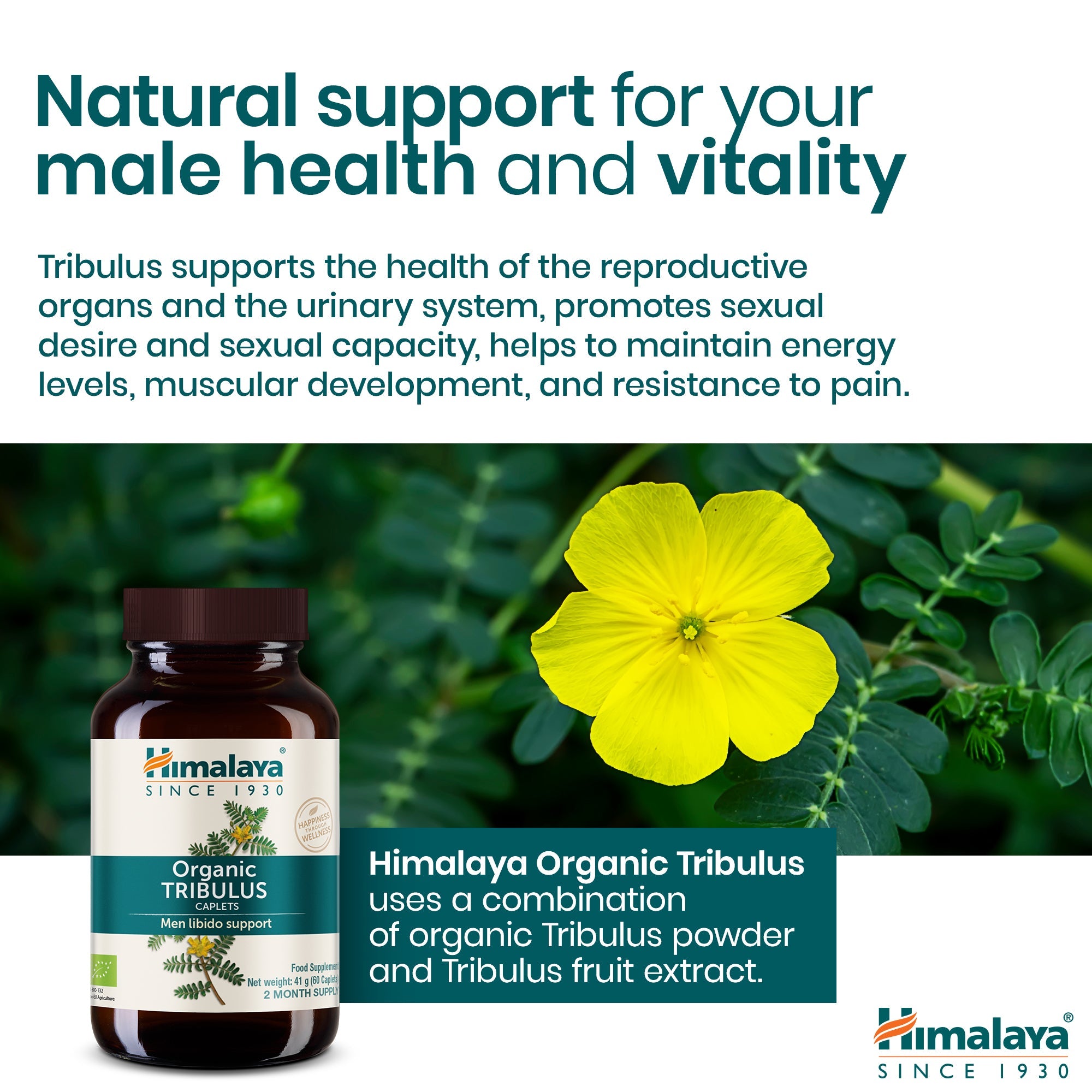 Tribulus - 60 comprimidos - Himalaya