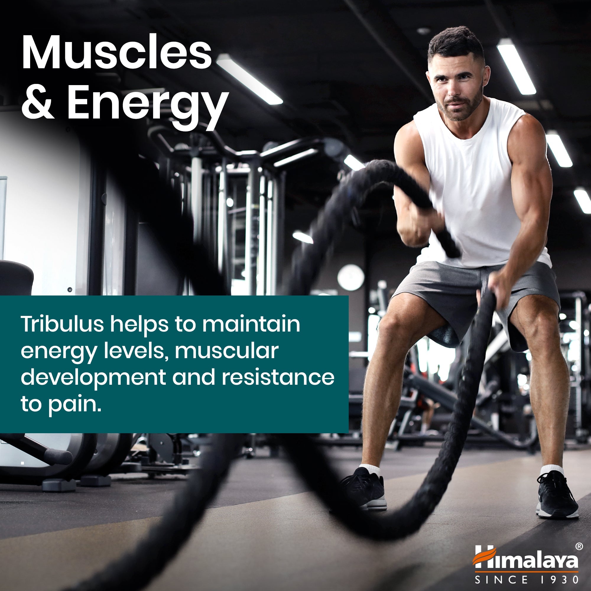 Tribulus - 60 comprimidos - Himalaya